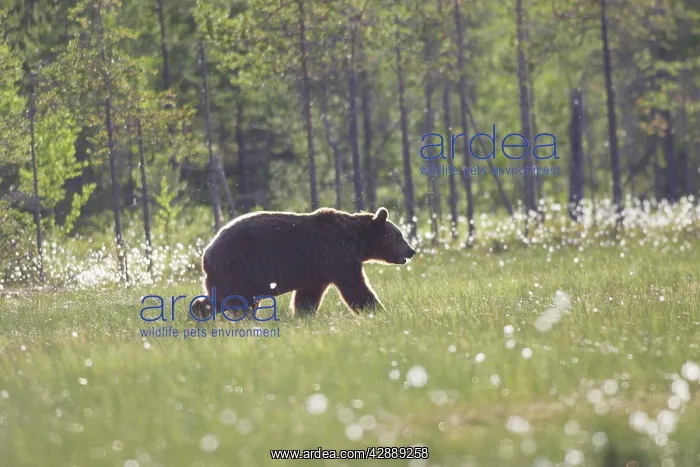 : European Brown Bear : European Brown Bear