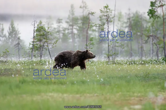 : European Brown Bear : European Brown Bear