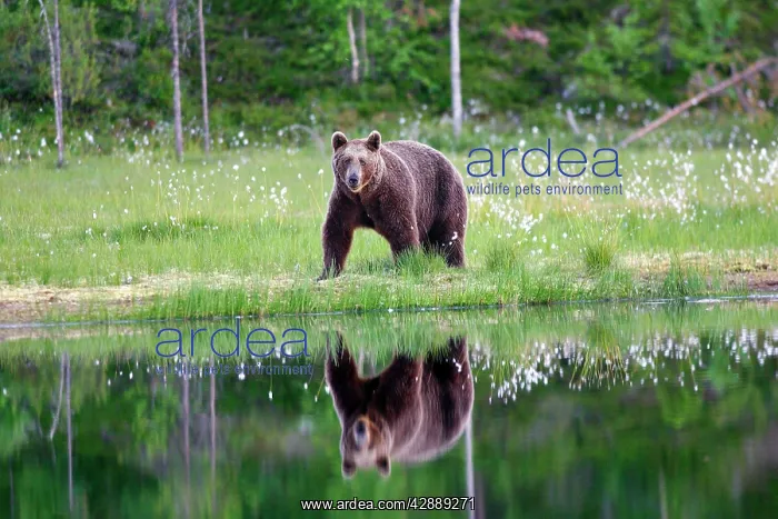 : European Brown Bear : European Brown Bear