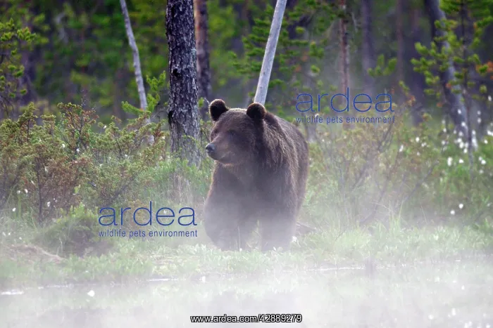 : European Brown Bear : European Brown Bear