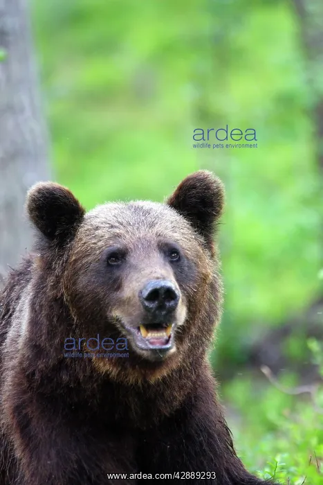 : European Brown Bear : European Brown Bear