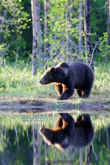 : European Brown Bear : European Brown Bear
