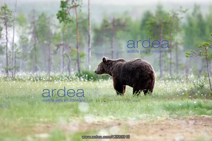 : European Brown Bear : European Brown Bear
