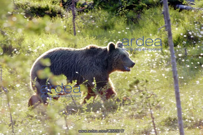 : European Brown Bear : European Brown Bear