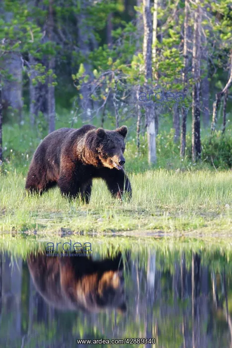 : European Brown Bear : European Brown Bear