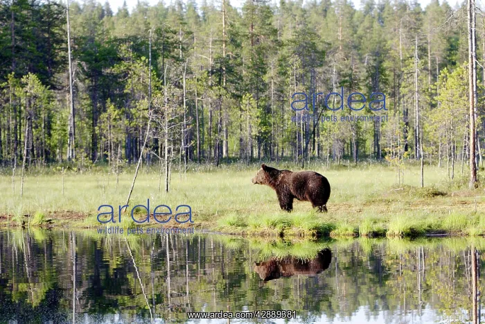 : European Brown Bear : European Brown Bear