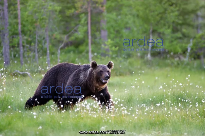 : European Brown Bear : European Brown Bear