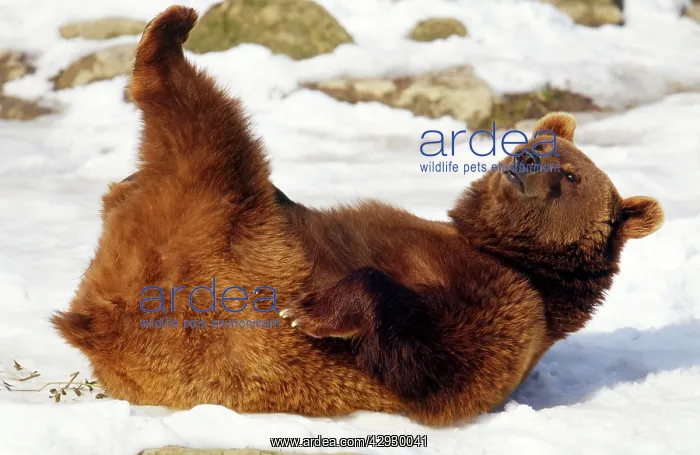 : European Brown BEAR : European Brown BEAR