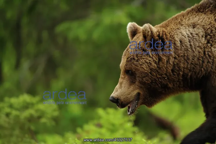 : European Brown Bear : European Brown Bear