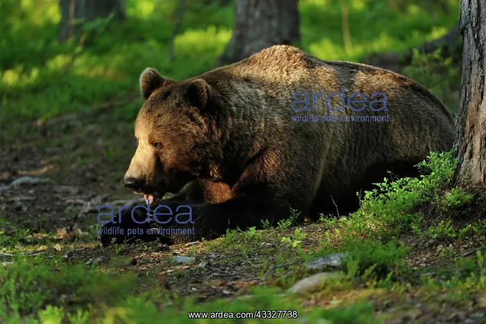 : European Brown Bear : European Brown Bear