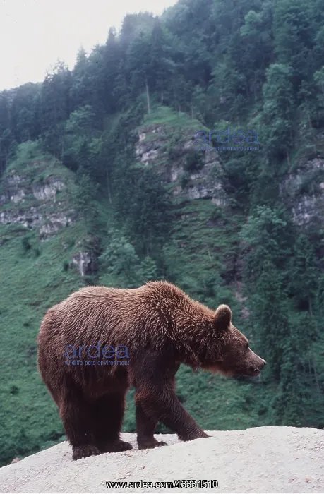 : EUROPEAN BROWN BEAR : EUROPEAN BROWN BEAR