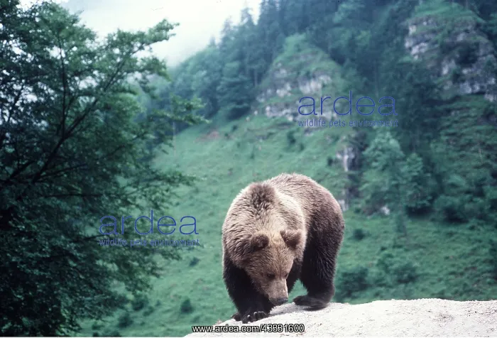 : EUROPEAN BROWN BEAR : EUROPEAN BROWN BEAR