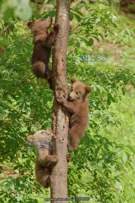 : European Brown Bear : European Brown Bear