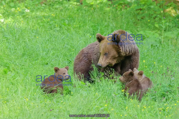 : European Brown Bear : European Brown Bear