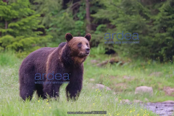 : European Brown Bear : European Brown Bear