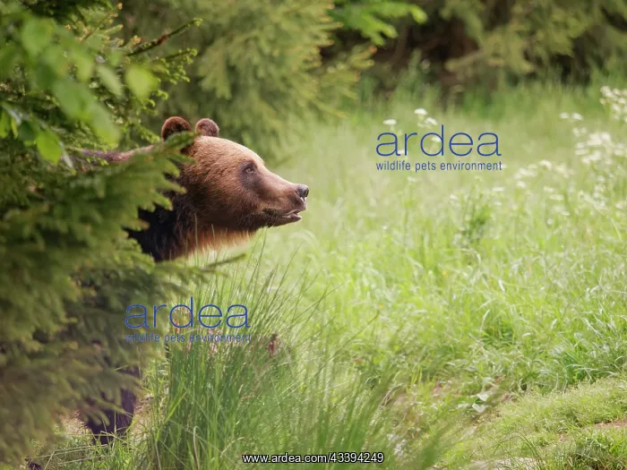 : European Brown Bear : European Brown Bear