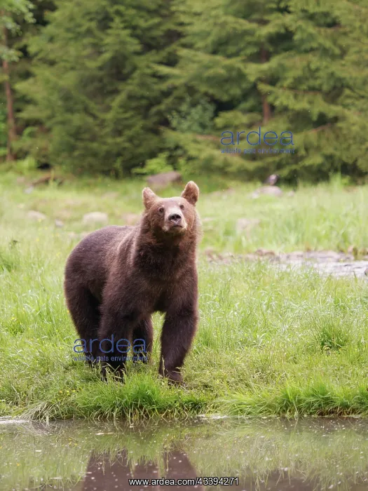 : European Brown Bear : European Brown Bear
