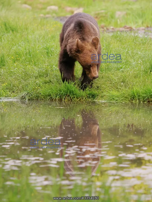: European Brown Bear : European Brown Bear