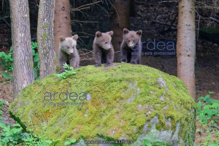  : European Brown Bear