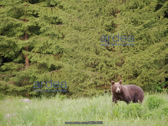 : European Brown Bear : European Brown Bear