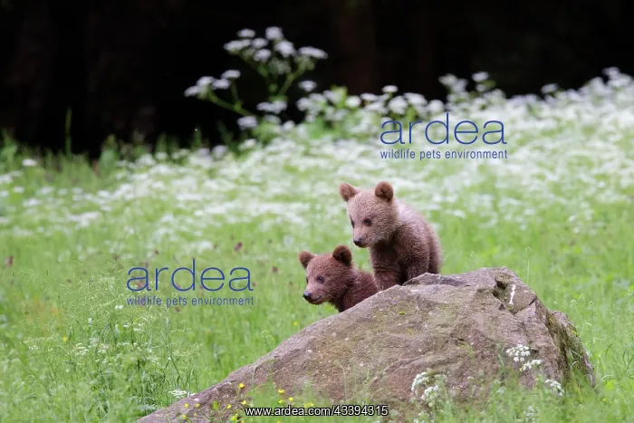 : European Brown Bear : European Brown Bear