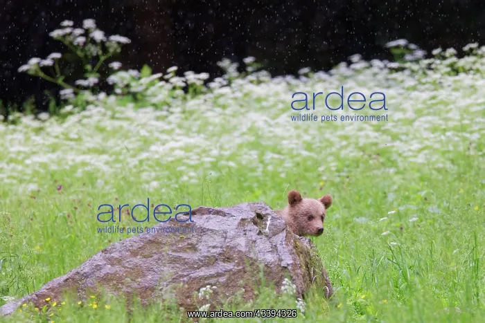 : European Brown Bear : European Brown Bear