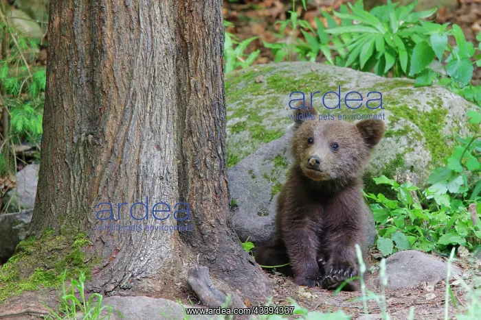  : European Brown Bear