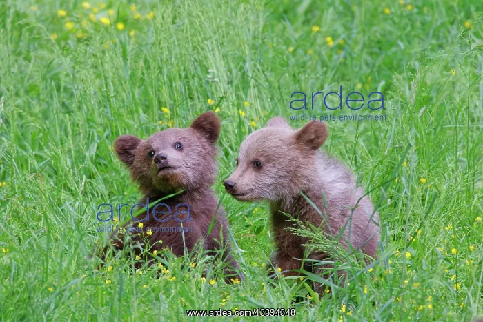  : European Brown Bear