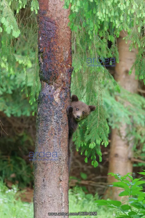  : European Brown Bear