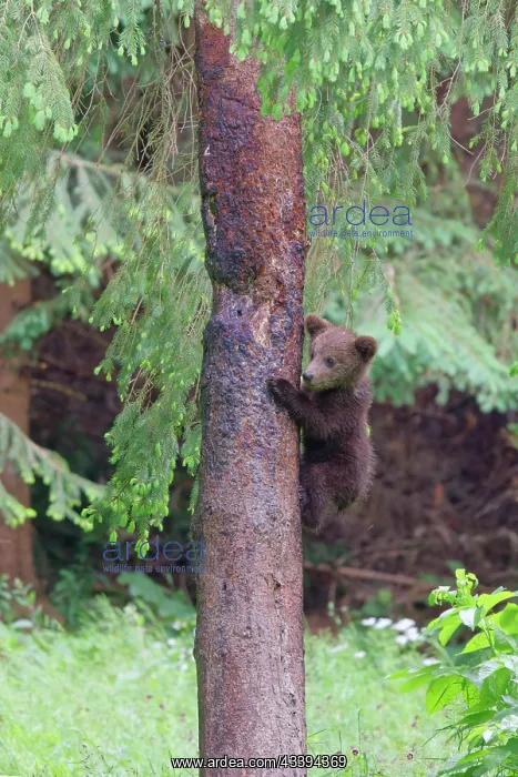 : European Brown Bear : European Brown Bear