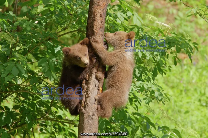  : European Brown Bear