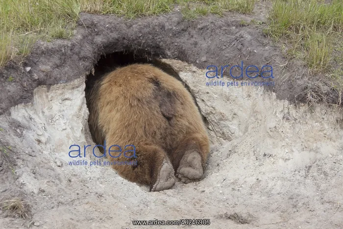 : European Brown Bear - adult bear looking in its den - Sweden : European Brown Bear - adult bear looking in its den - Sweden