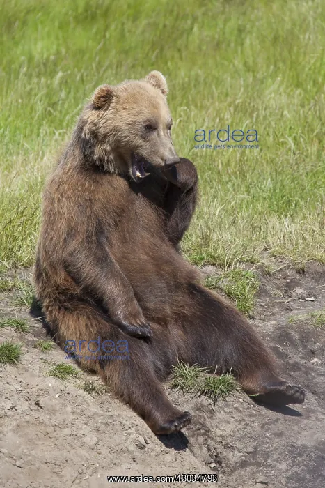  : European Brown Bear - adult bear - Sweden