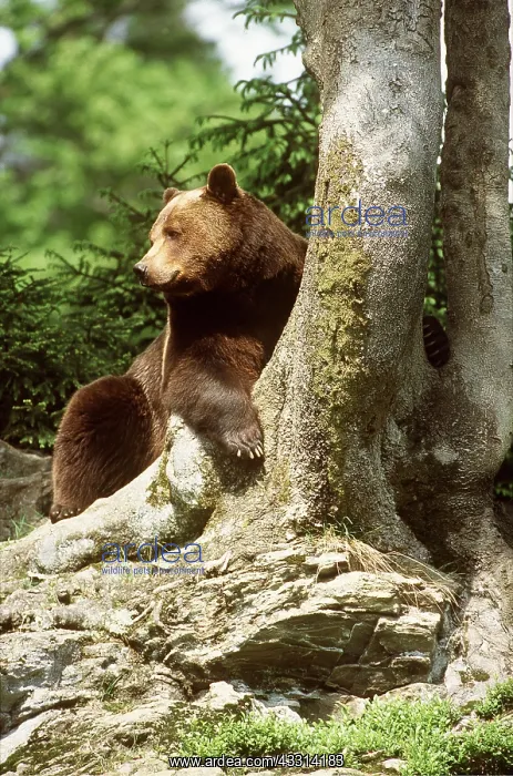  : European BROWN BEAR - at base of tree trunk