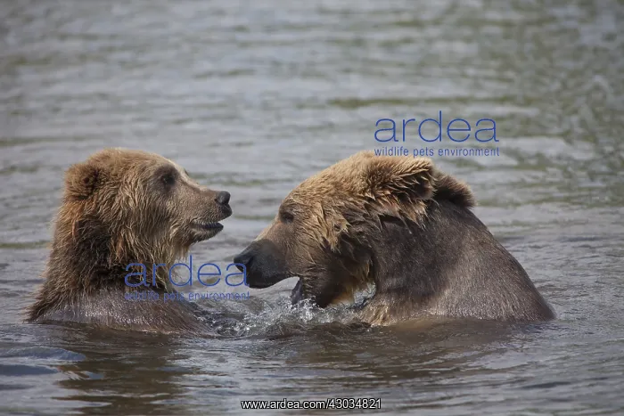 : European Brown Bear - two bears fighting in water - Sweden : European Brown Bear - two bears fighting in water - Sweden