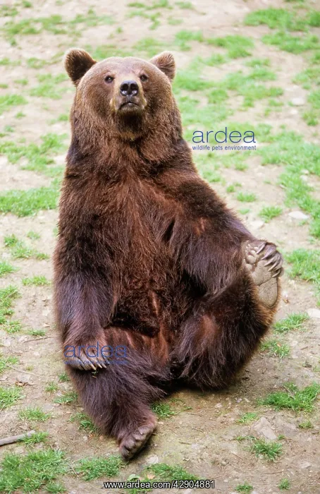 : European Brown BEAR - Begging for food : European Brown BEAR - Begging for food