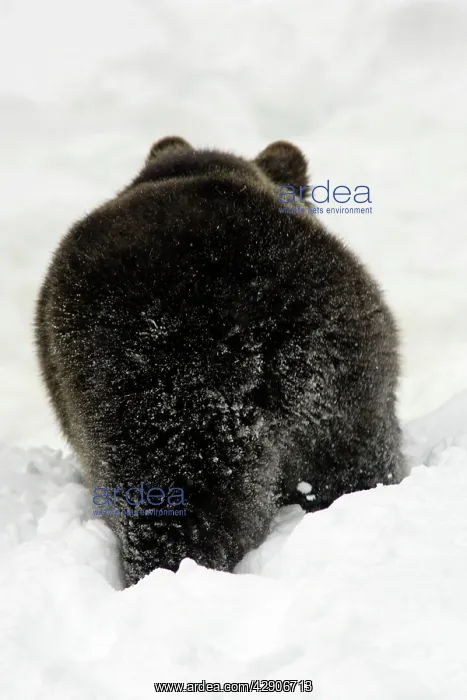 : European Brown Bear - from behind, in snow, winter : European Brown Bear - from behind, in snow, winter