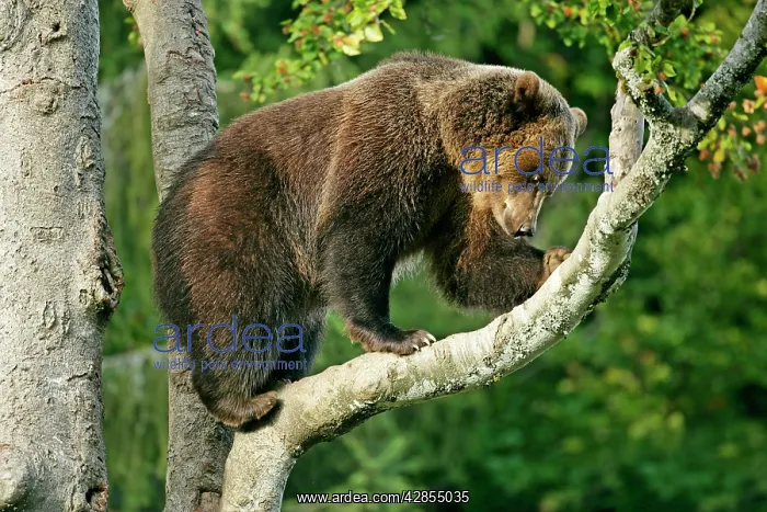 : European Brown Bear - climbing on tree : European Brown Bear - climbing on tree