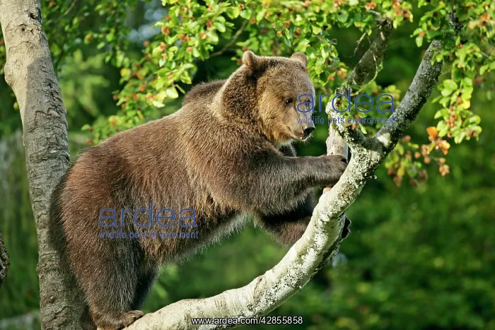 : European Brown Bear - climbing on tree : European Brown Bear - climbing on tree