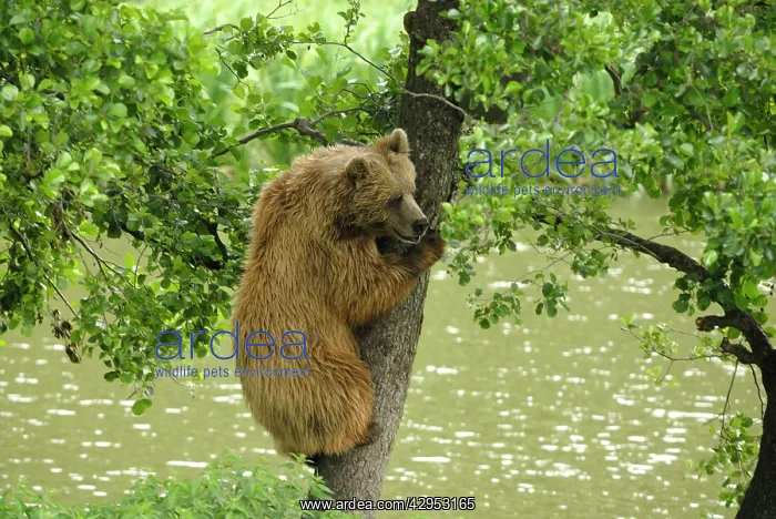 : European Brown Bear - climbing up a tree : European Brown Bear - climbing up a tree
