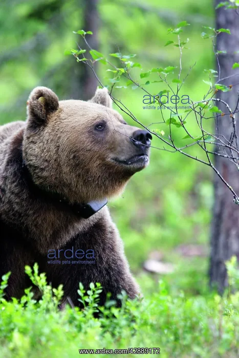 : European Brown Bear - with collar : European Brown Bear - with collar