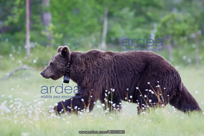 : European Brown Bear - with collar : European Brown Bear - with collar