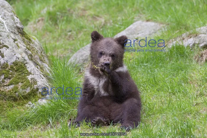  : European Brown Bear cub