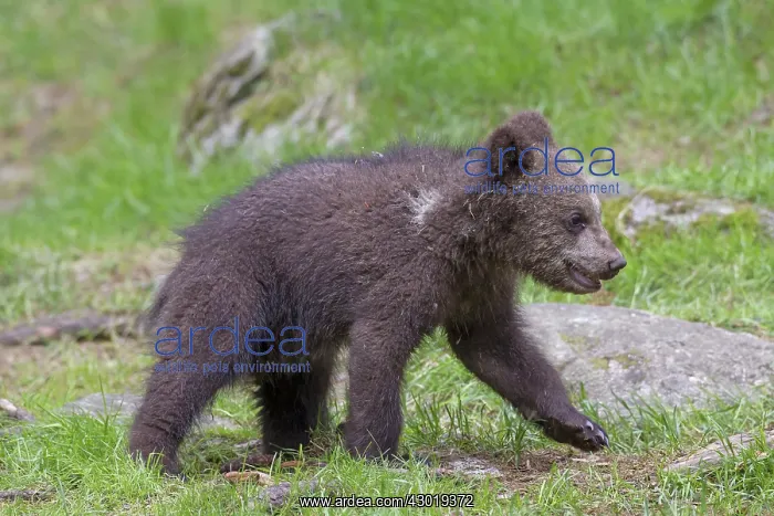  : European Brown Bear cub