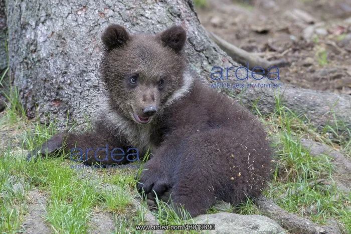  : European Brown Bear cub
