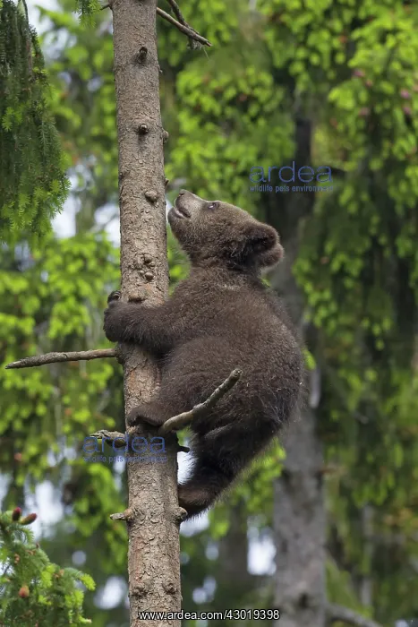  : European Brown Bear cub