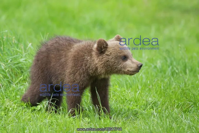  : European Brown Bear cub