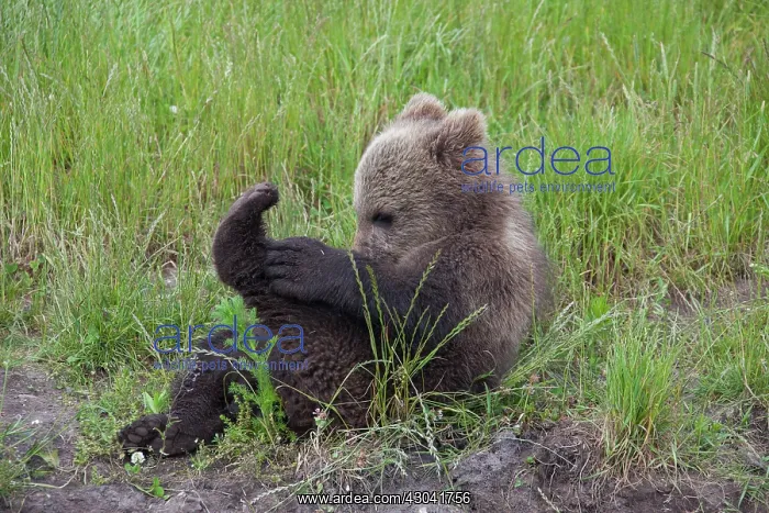  : European Brown Bear cub