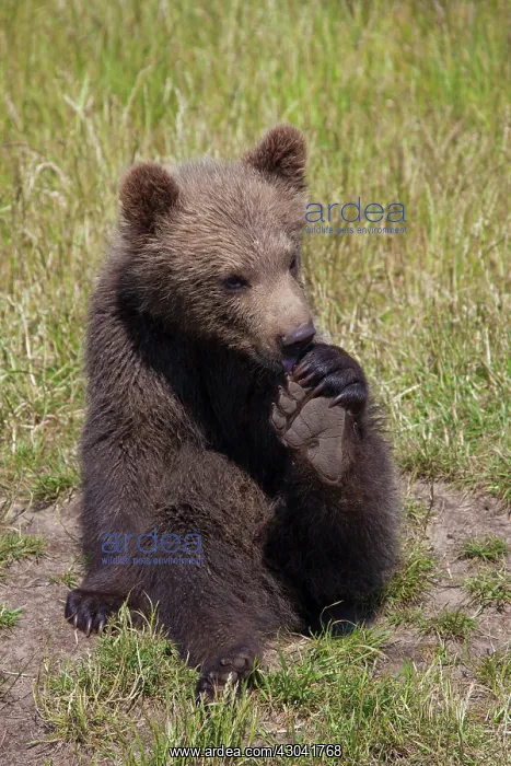  : European Brown Bear cub