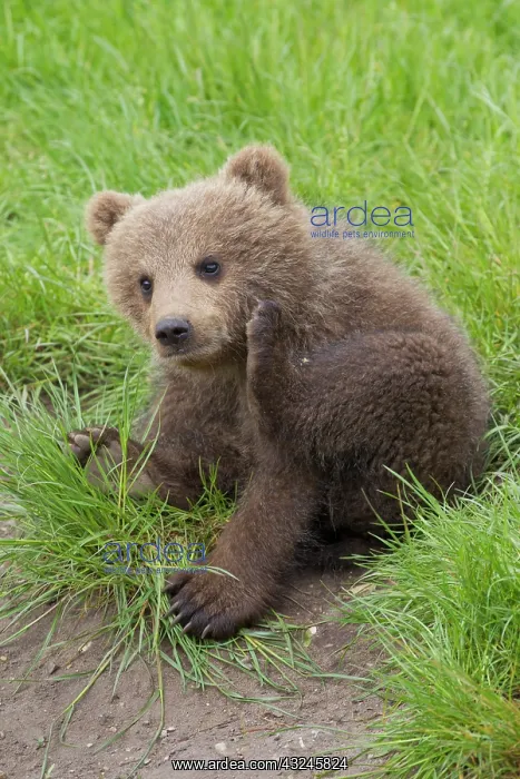  : European Brown Bear cub